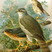 Eurasian Sparrowhawk